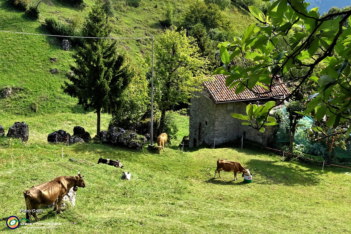 50 Mucche al pascolo attorno al cascinale nella conca prativa.JPG